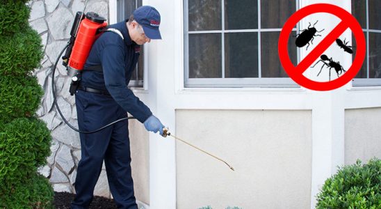 Hopa Hamam Böceği İlaçlama böcek ilaçlama ve haşere kontrolü — ilaclama-tr.com